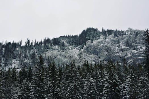 Snow-covered coniferous forest on a mountainous landscape in Vysoké Tatry, Slovakia.