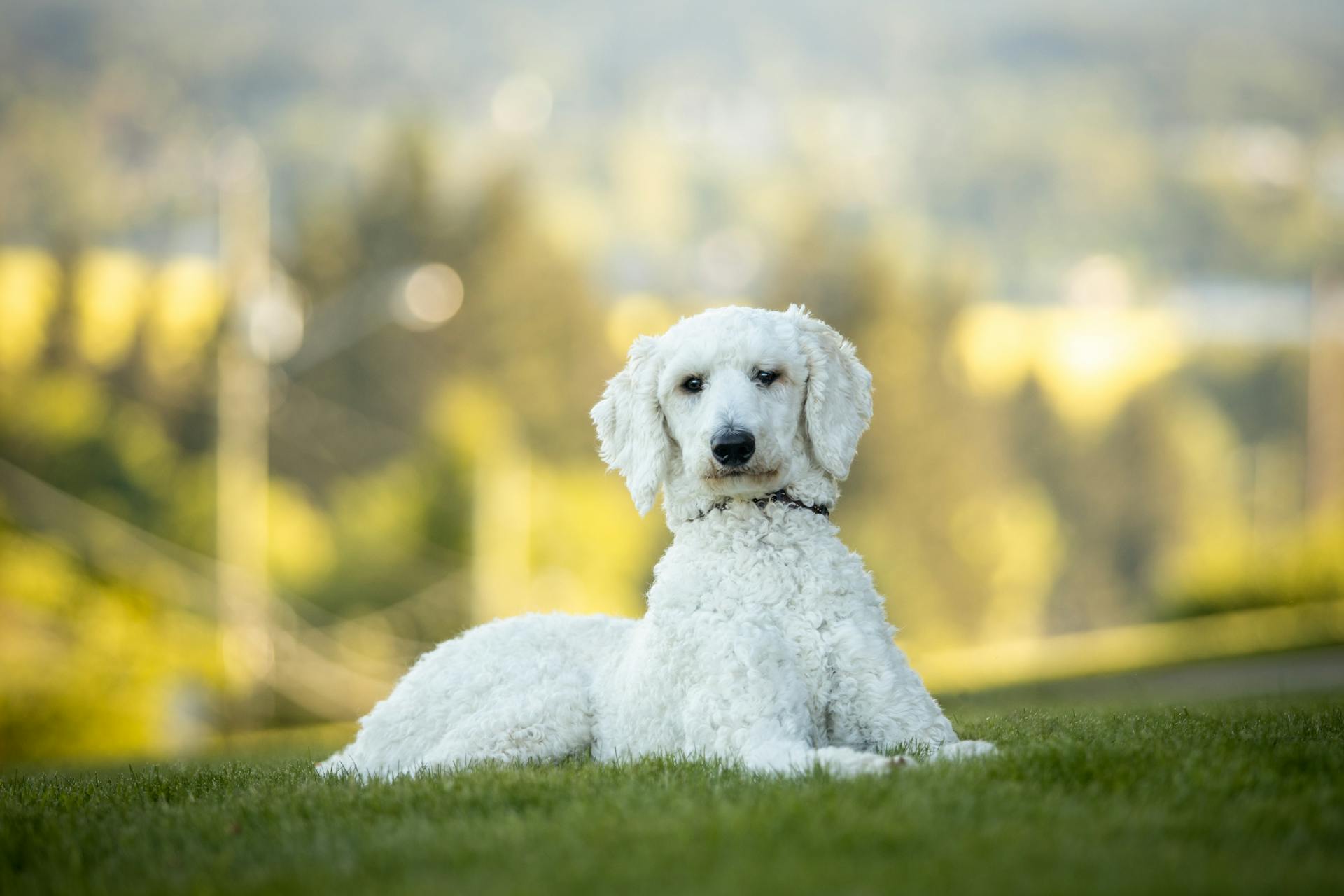 Un caniche dans l'herbe