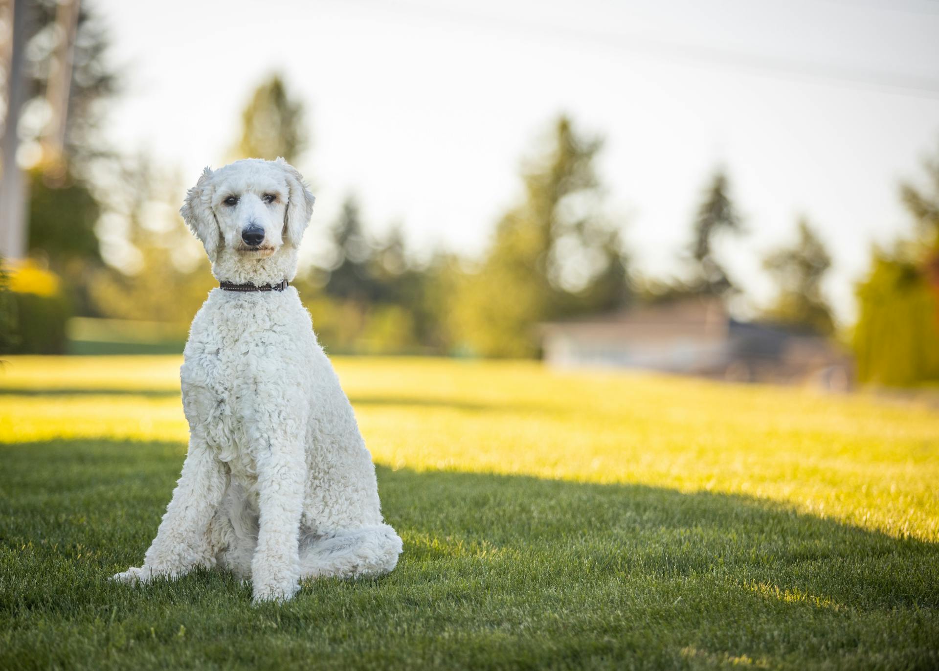 A Poodle Sitting on the Grass