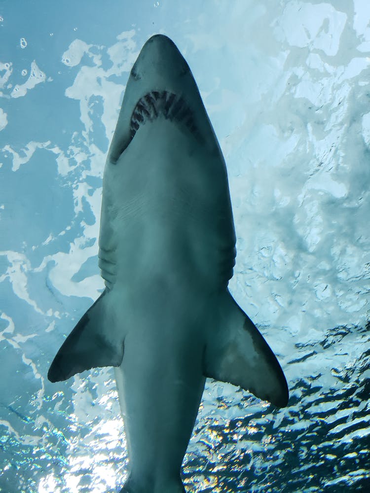 View From Below Of Shark