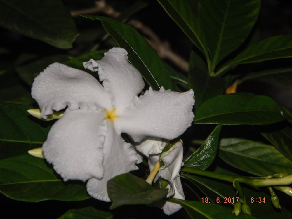Gratis Fotos de stock gratuitas de flor blanca, planta Foto de stock