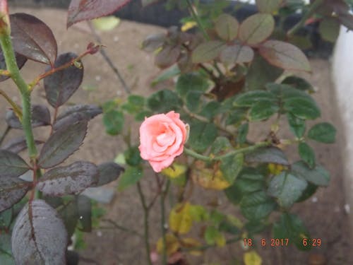Photos gratuites de plante rose