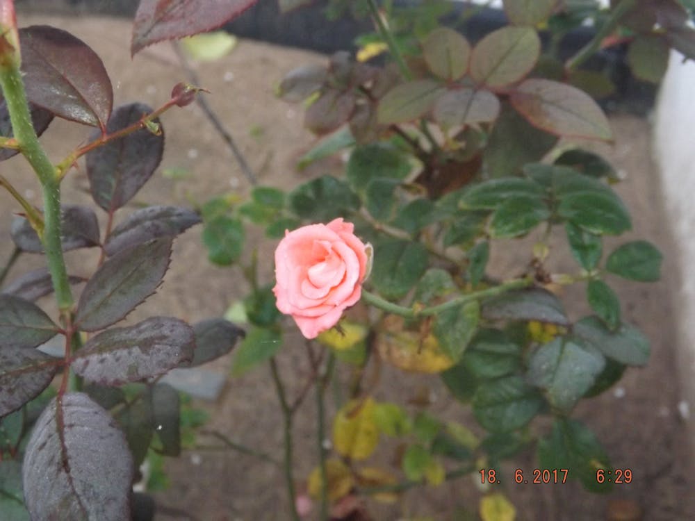 Free Darmowe zdjęcie z galerii z róża roślin Stock Photo