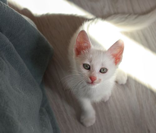 Free Charming white kitten looking up, sitting inside a sunlit room. Stock Photo