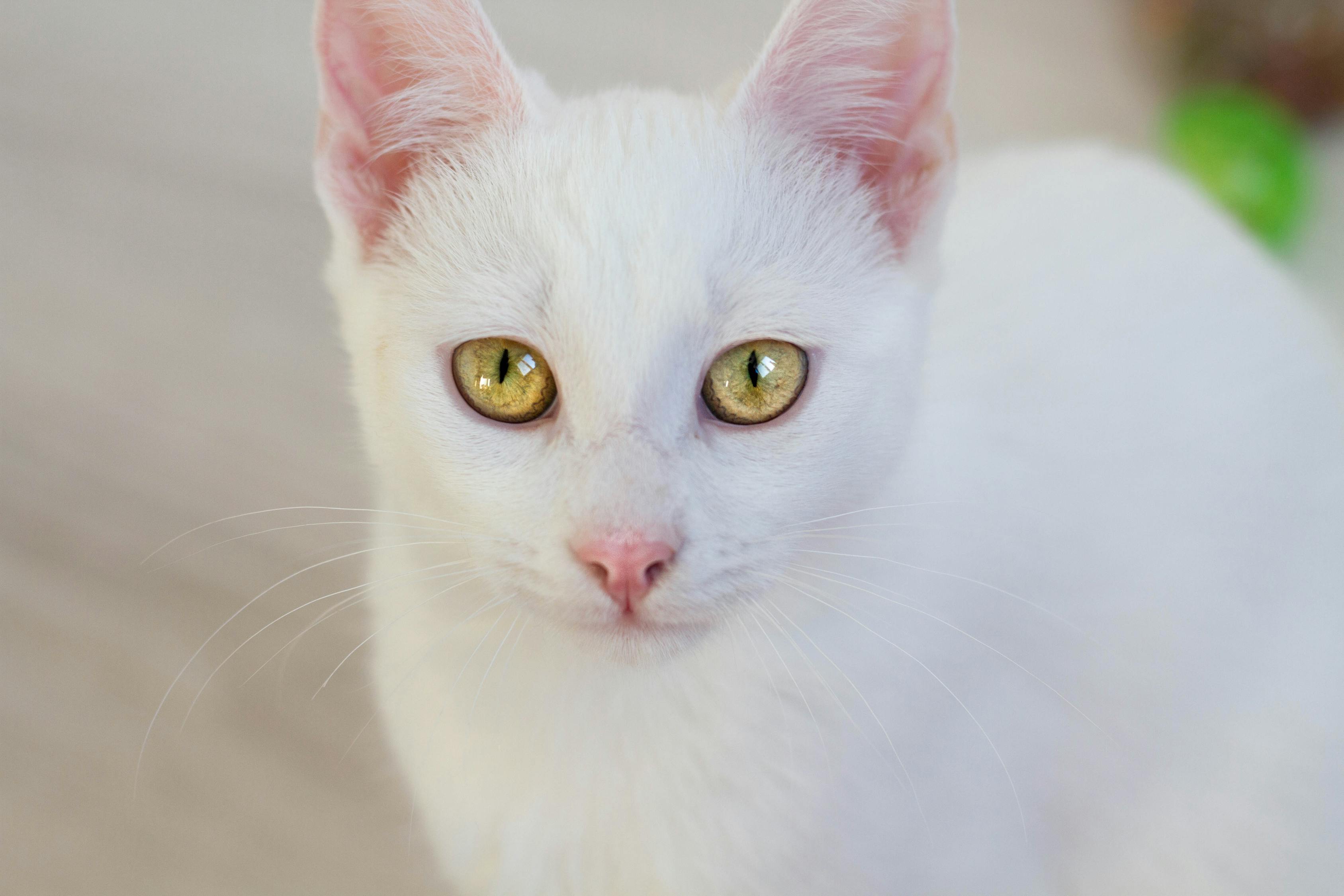 white-cat-with-yellow-eyes-free-stock-photo