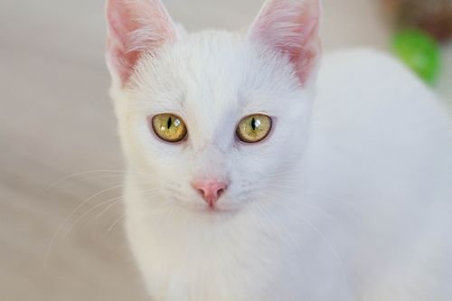 Free Charming white cat with striking yellow eyes captured in a close-up portrait. Stock Photo