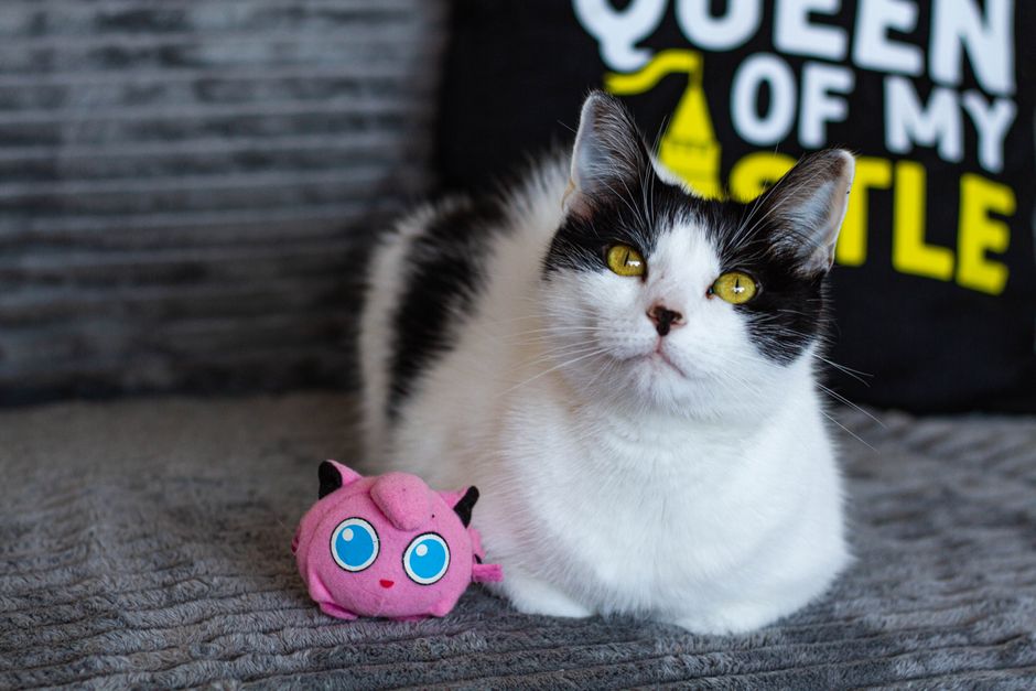 A fluffy grey cat looking intently at a toy held by a person's hand