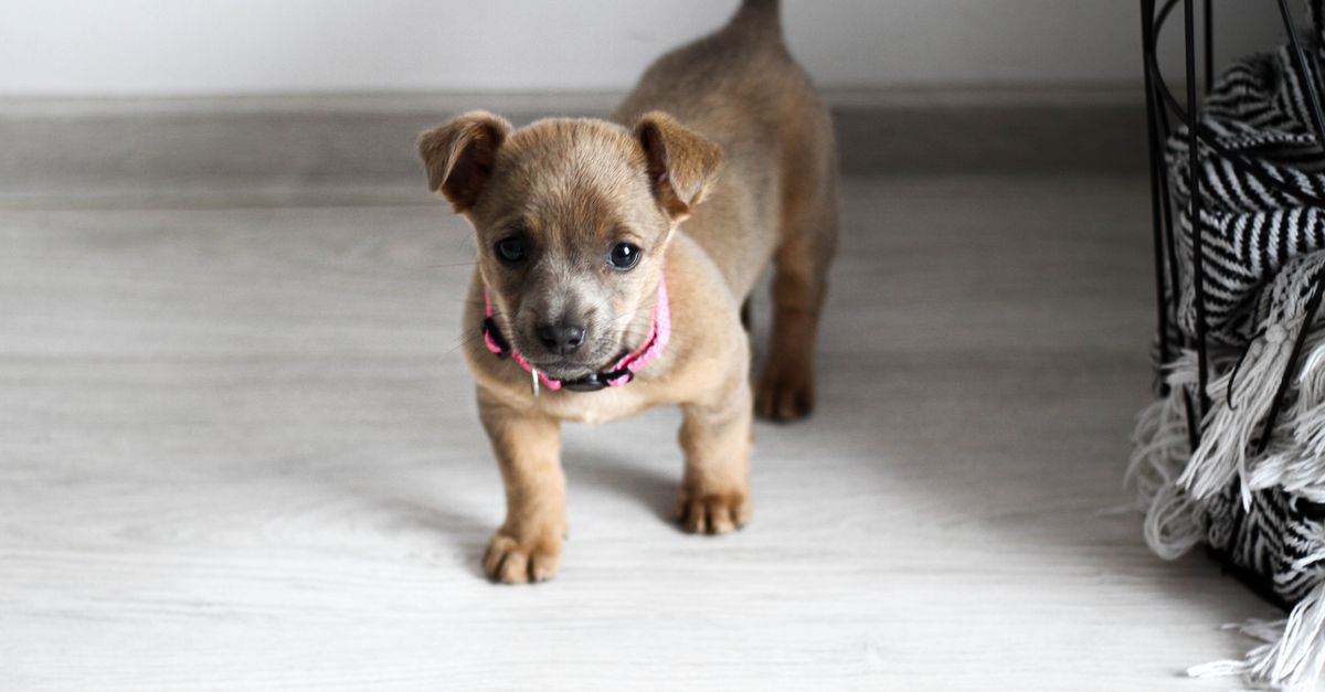 Why Your Dog Suddenly Starts Humping Everything (And It's Not Always Sexual)