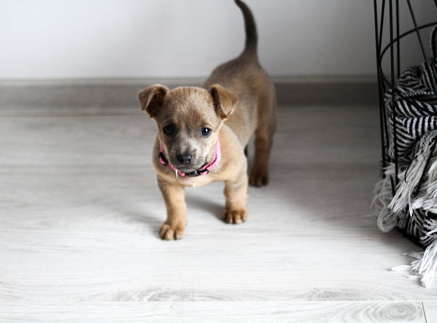 Why Collar Tags Fail—What Vets Recommend for Lost Pets Cute puppy with pink collar standing on light wooden floor inside a home.