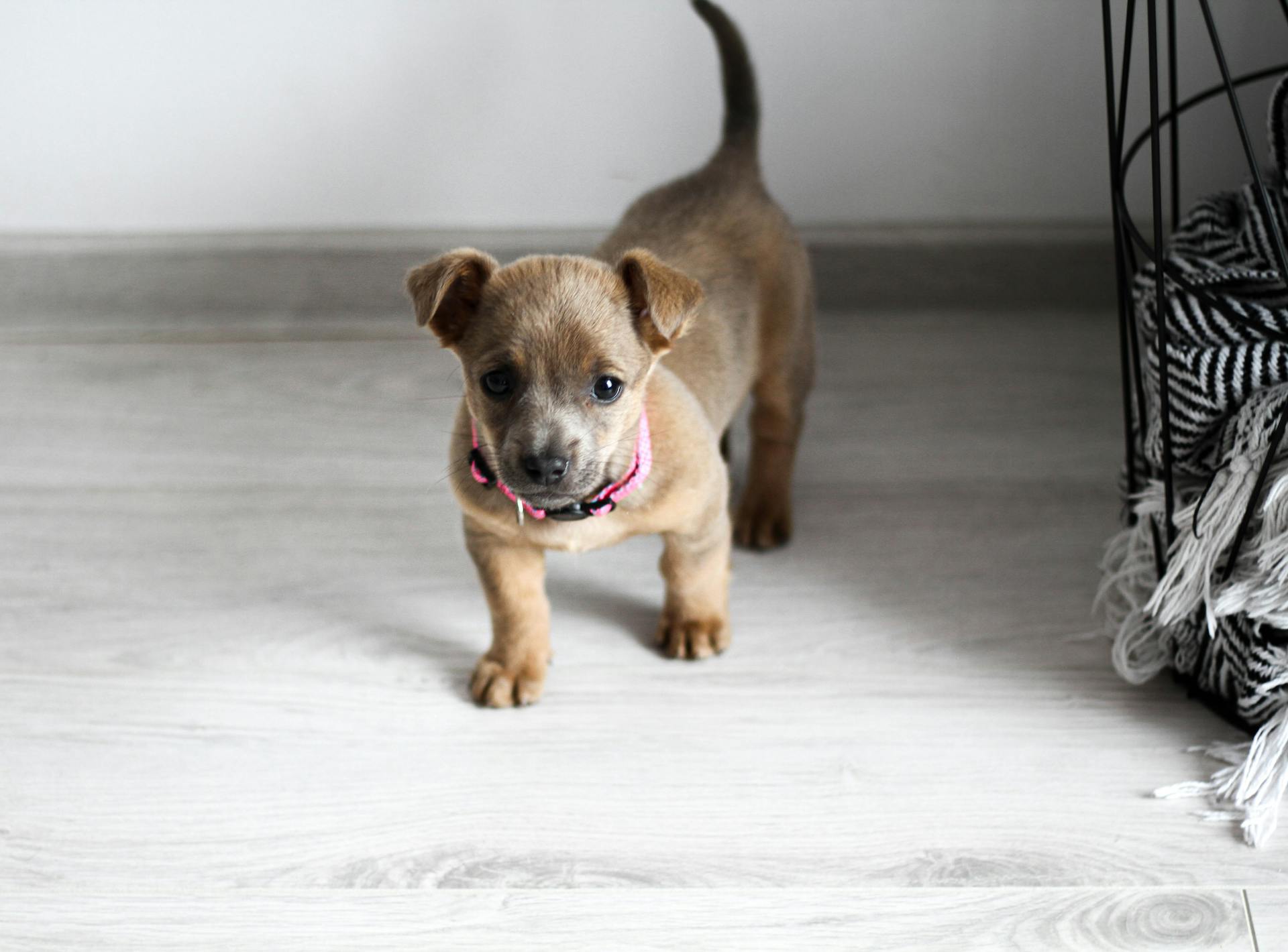 Un chiot avec un collier