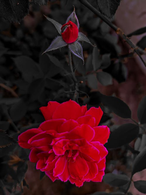 Foto profissional grátis de flor bonita, papel de parede de flor, papel de parede de rosa