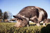 Funny domestic pig pasturing in farmyard on sunny day