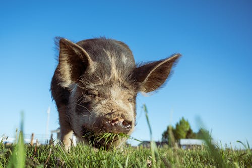 Ground level of hairy domestic pig eating grass on farm meadow against cloudless blue sky