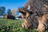 Herd of pigs pasturing in farmyard