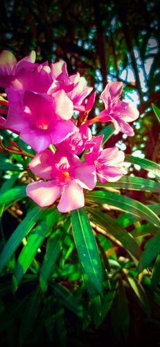 Healthy container plant with proper soil moisture and drainage showing thriving growth