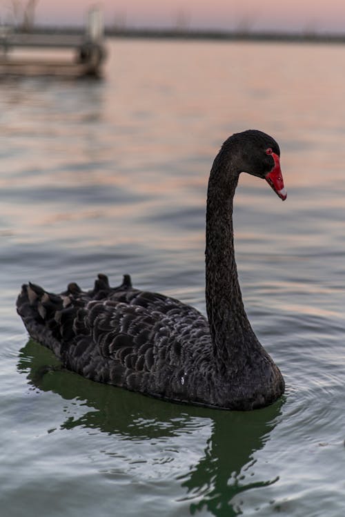 High angle of graceful black swan with red beak swimming in lake water at sunset