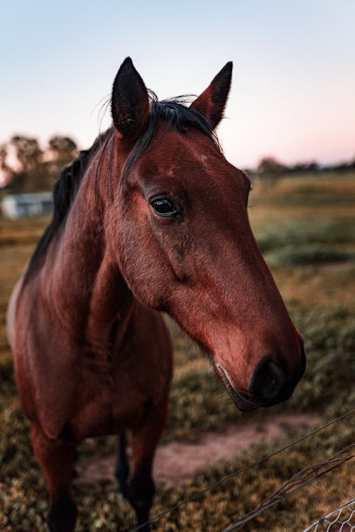 Domestic horse standing in paddock in farm