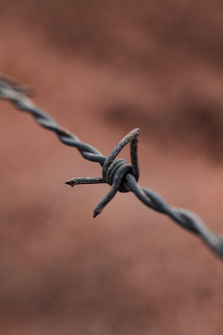 Metal Barbed Wire String In Nature