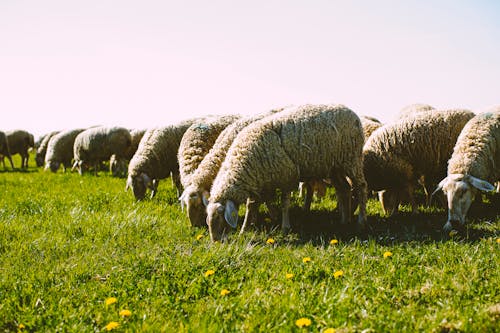 Flock of Sheep on Green Grass Field