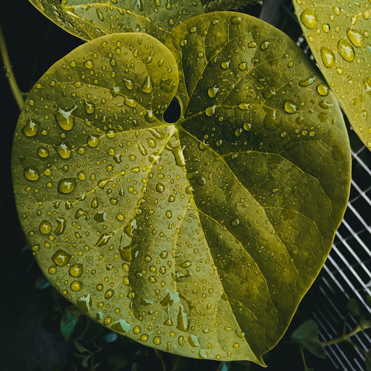 Morning Dew On Leaf Of Tinospora Cordifolia Plant