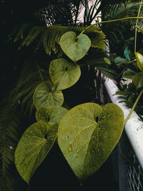 Δωρεάν στοκ φωτογραφιών με ou, tinospora cordifolia, ανάπτυξη