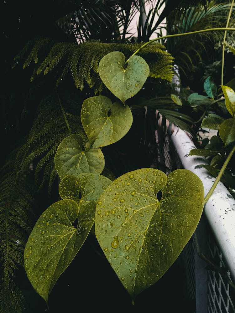 Tinospora Cordifolia Exotic Plant And Fern Growing In Forest