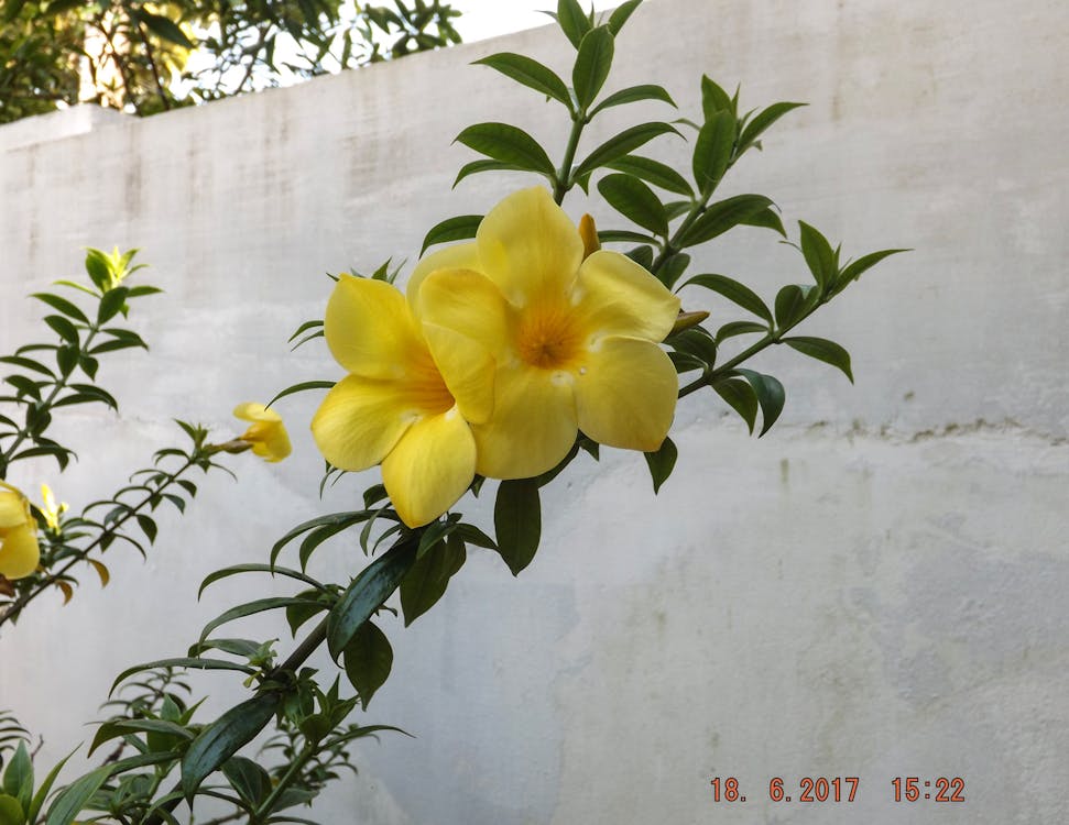 Gratis stockfoto met gele bloem, hd, pc behang Stockfoto