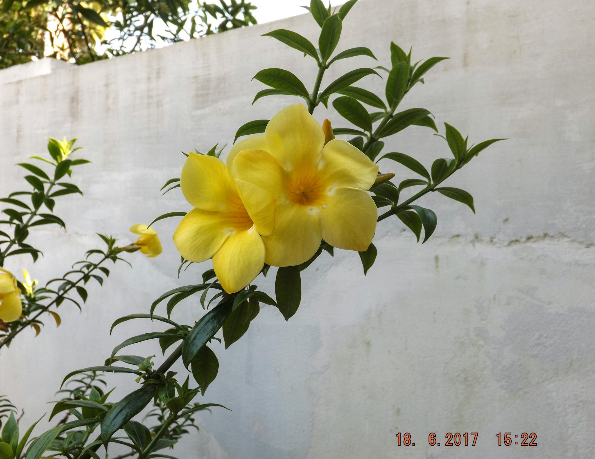 Foto Stok Gratis Tentang Bunga Kuning Hd Wallpaper Pc