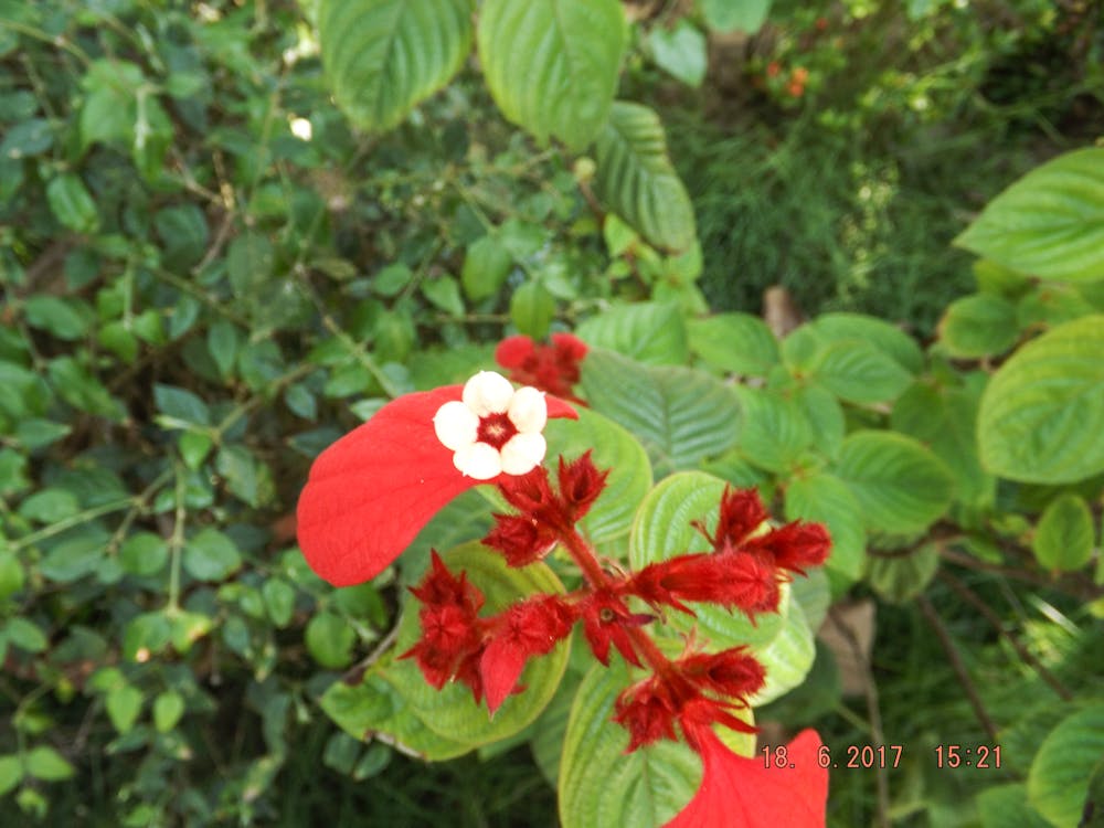 Бесплатное стоковое фото с hd, красивый цветок, обои для пк