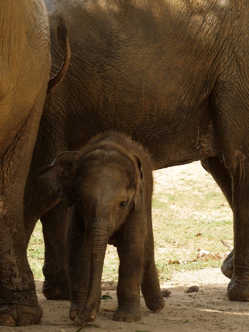 Fotos de stock gratuitas de bebé elefante, elefante, elefante asiático