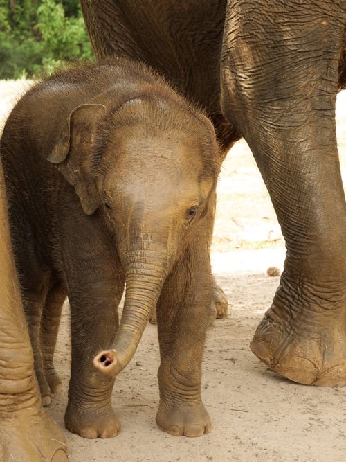 Free A baby elephant with its herd in a sanctuary in Thailand, showcasing wildlife and conservation efforts. Stock Photo