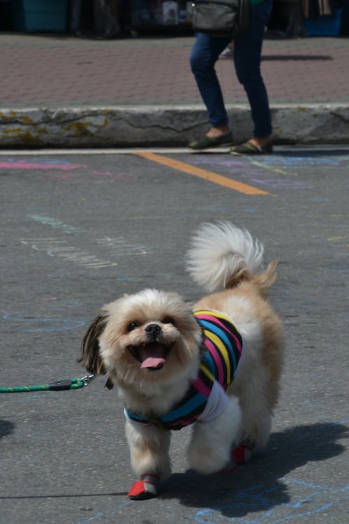 Gratis stockfoto met blij, fluffig, hond