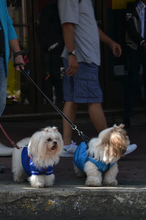 Gratis stockfoto met fluffig, hond, honden