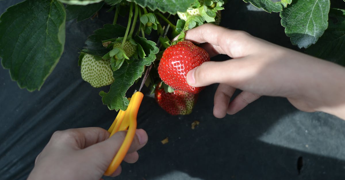 How to plant strawberries in Texas