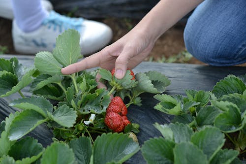 Gratis stockfoto met aardbei, besjes, boerderij