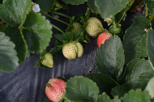 Gratis stockfoto met aardbei, besjes, boerderij