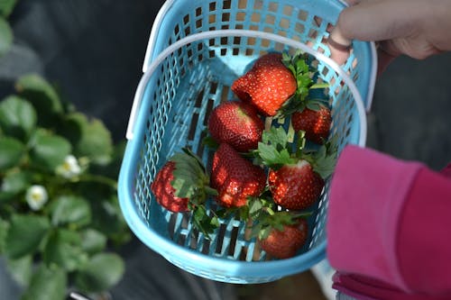 Strawberries in Blue Plastic Basket
