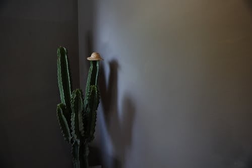 Základová fotografie zdarma na téma kaktus, slaměný klobouk, stín