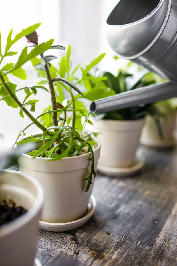 Água sendo colocada no substrato de plantas em vasos