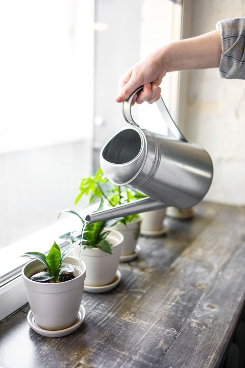 Free A hand watering indoor plants on a window sill using a metal watering can. Stock Photo