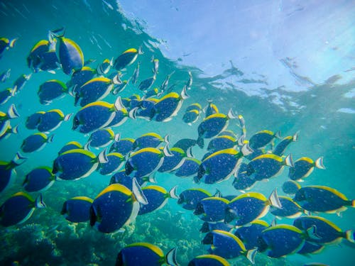 Large group of powder blue surgeonfishes swimming in reefs in blue water of sea