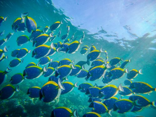 Free Large group of powder blue surgeonfishes swimming in reefs in blue water of sea Stock Photo