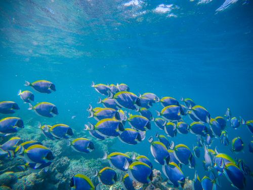 Free Large school of powder blue tang fishes swimming in blue water of sea Stock Photo
