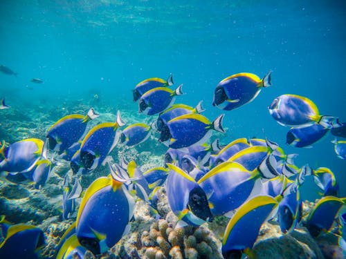 Shoal of exotic blue surgeonfishes swimming in transparent clean water of sea in tropics