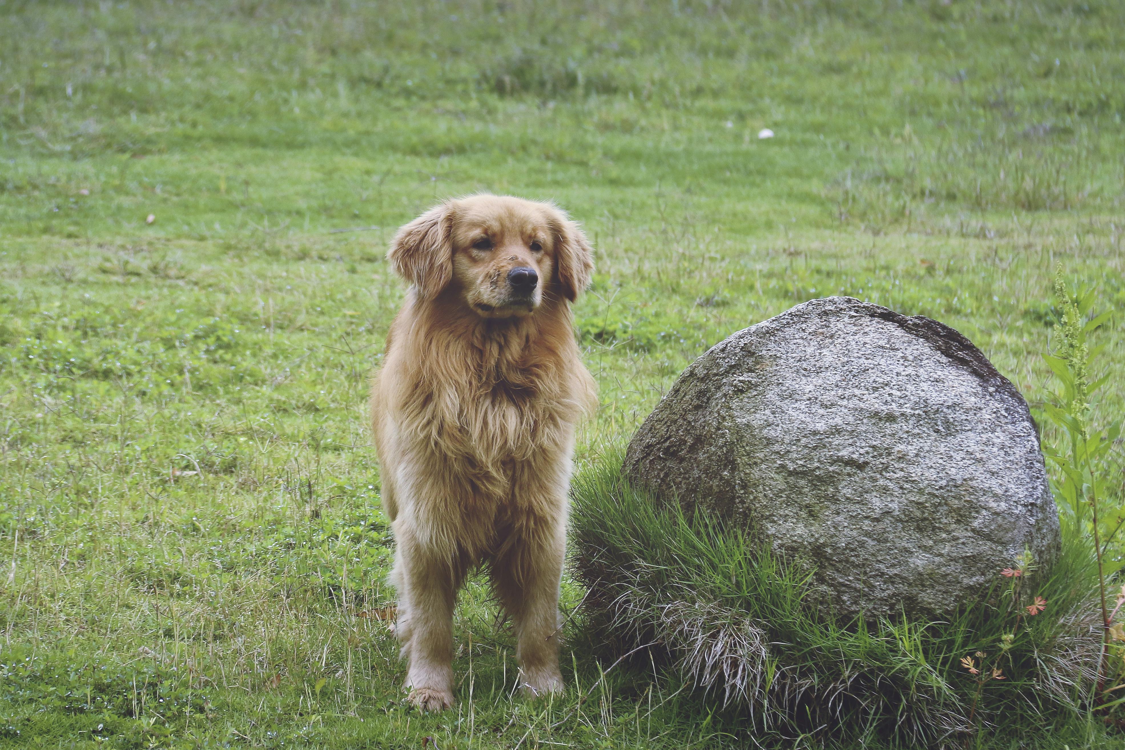 犬 茶色の犬 草地の無料の写真素材