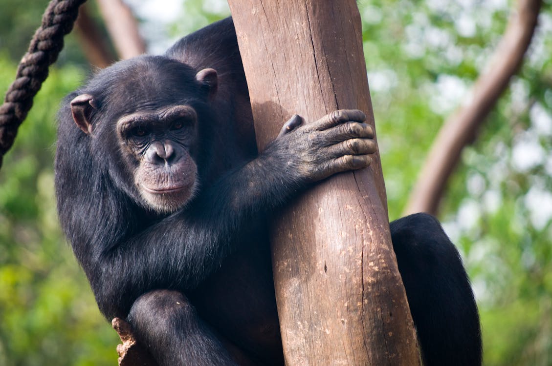 Free Chimpanzee on a Tree Trunk  Stock Photo