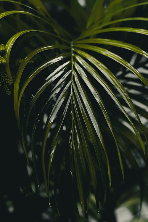 Palm wet leaves in forest after rain