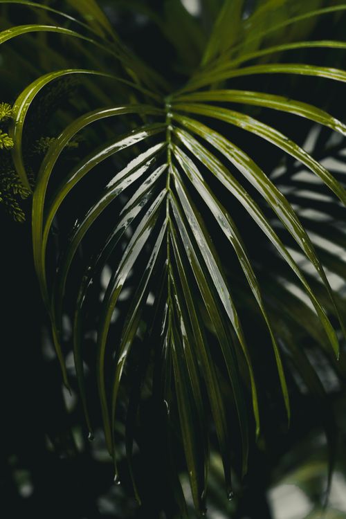 Free Wet bright green plant with raindrops falling from leaves growing in tropics in woodland Stock Photo