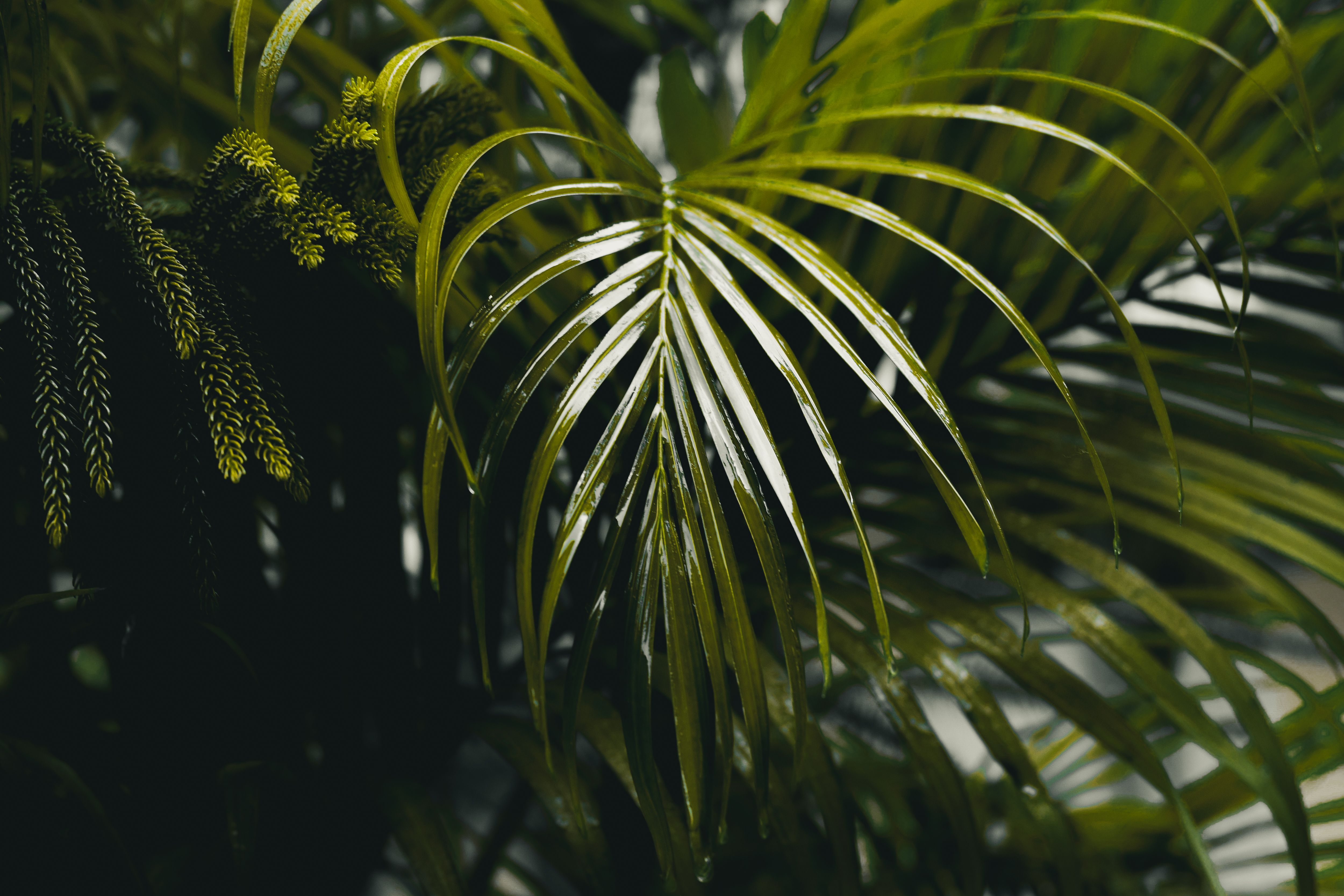 Green Leaves Of Tropical Plant In Garden Free Stock Photo
