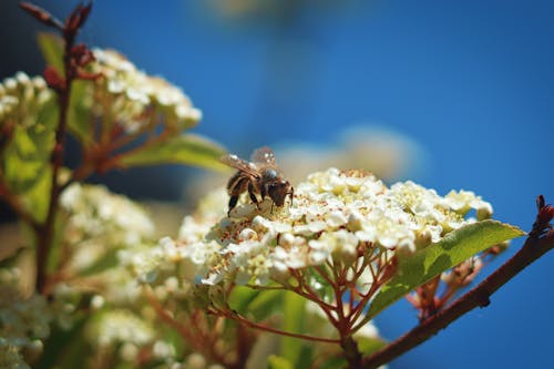 Free Small bee collecting nectar from white delicate flower on tree branch in garden in sunny day Stock Photo